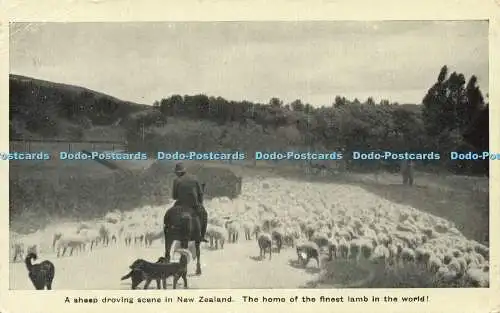 R606426 Eine schaftreibende Szene in Neuseeland Heimat der schönsten Lampe der Welt 1932