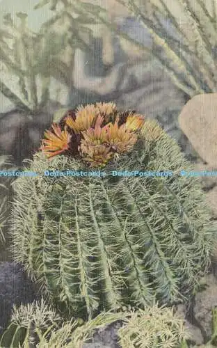 R611159 Barrel Cactus Southwest Post Card C T Art Colortone