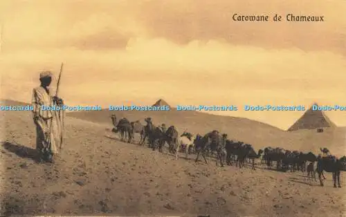 R606758 Carowane de Chameaux Serie 208 Cairo Postcard Trust