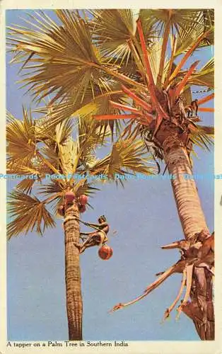 R604759 A Tapper on a Palm Tree in Southern India M S Glasgow Printing