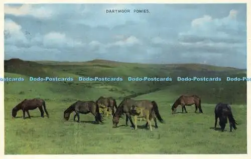 R606999 Dartmoor Ponys Dennis