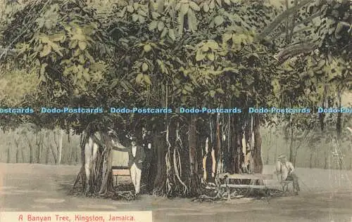 R609673 Jamaica Kingston A Banyan Tree Educational Supply Series No 28