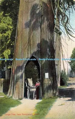 R607532 Wash Large Tree near Snohimish Portland Post Card No 5225