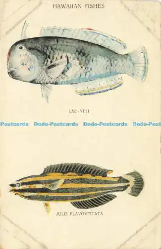 R612078 Hawaiianische Fische Lae Nihi Julis Flavovittata Hawaii und Südsee Kurios