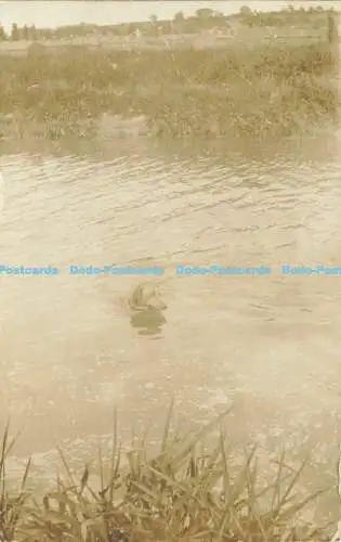 R612171 Der Hund schwimmt im Fluss Postkarte