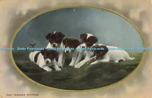 R612371 Foxterrier Welpen Wildt und Kray Serie 2428 1912