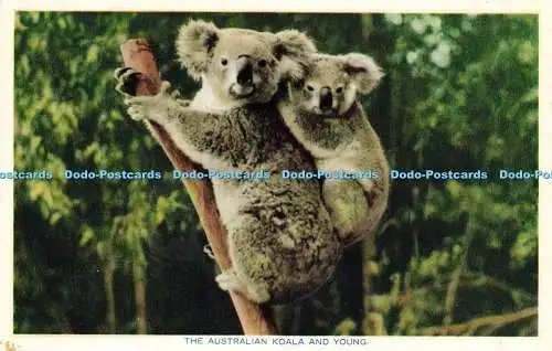 R612447 The Australian Koala and Young Nucolorvue Productions