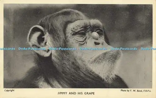 R612756 Jimmy and his grape F W Bond Gardens of Zoological Society of London