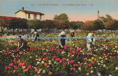 R612826 115 La Cote dAzur La Cueillette des Roses LL Levy et Neurdein Reunis