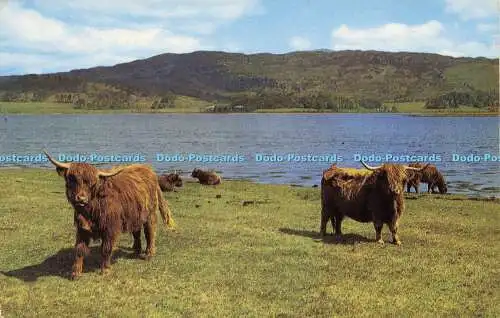 R613022 Highland Cattle by Loch Side PT35505