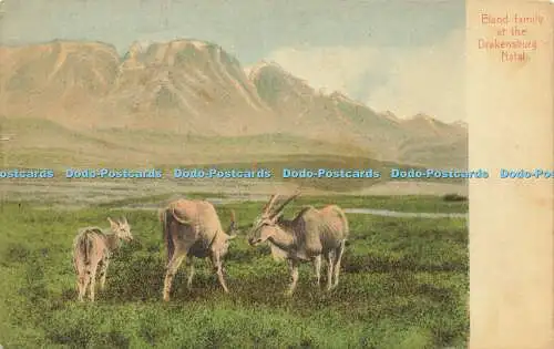 R613067 Familie Eland bei Drakensburg Natal A Rittenberg 1915