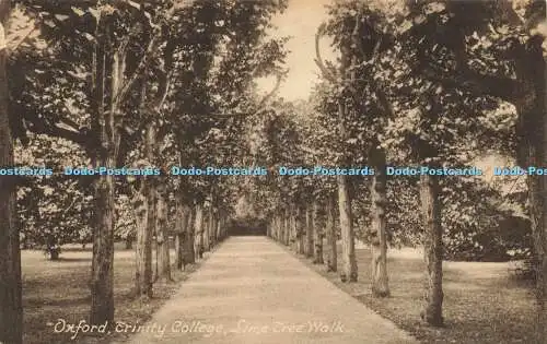 R613175 Oxford Trinity College Lime Tree Walk Friths Serie 1918 Nr 48621