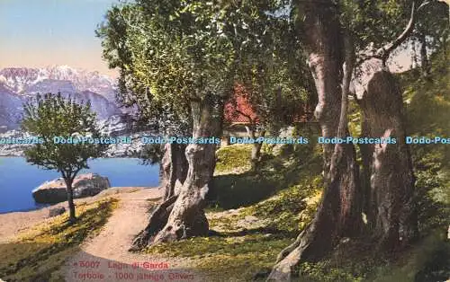 R613388 M 5007 Lago di Garda Torbole 1000 Jahre Oliven Photoglob Zürich