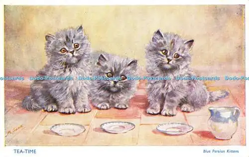 R614448 Tea Time Blue Persian Kittens M Gear Salmon