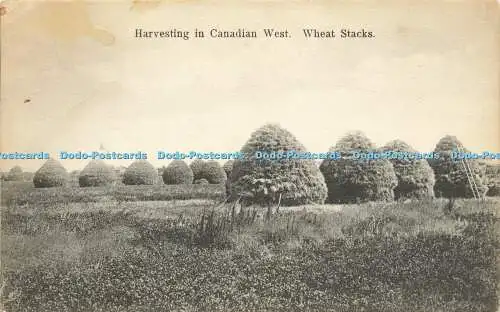 R614571 Ernte in Canadian West Wheat Stacks D 474 W G MacFarlane