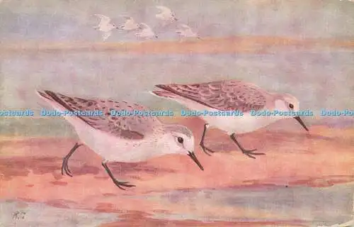 R617298 Sanderling Calidris arenaria Bird R S Serie