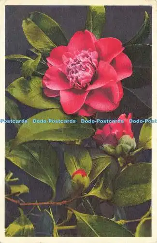 R619518 1467 Camellia Thea japonica Kamelie Camelia E Gyger and Klopfenstein Flo