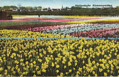 R621966 Hollandsche Bloemenvelden J Schlitten Amsterdam