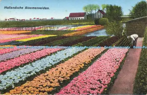 R621967 Hollandsche Bloemenvelden J Schlitten Amsterdam