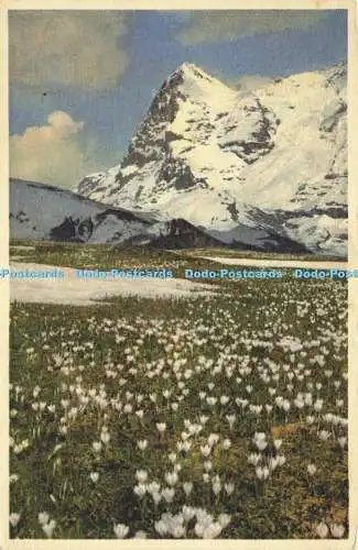 R619679 A 9111 Bergfruhling bei Murren Eiger E Gyger