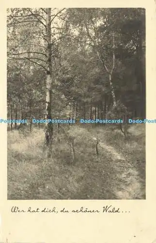 R619684 Wer hat dich du schoner Wald Wald Bäume unbekannter Ort E A Schwerdtfege