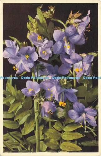 R619815 2250 Polemonium coeruleum L Jacobs Leiter E Gyger J Burrow