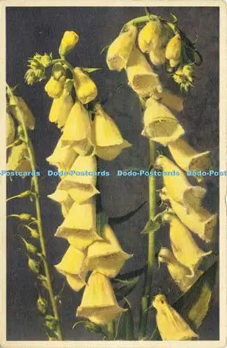 R619816 684 Digitalis ambigua Great yellow Foxglove Flowers E Gyger J Burrow