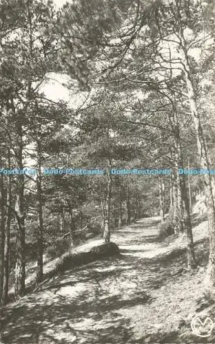 R615528 299 Environs de Barbizon Set M Sous bois Collin Tannay 1956