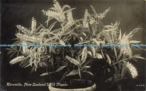 R622581 Koromiko New Zealand Wild Flower N I S 7 Tanner Bros Photographic Series