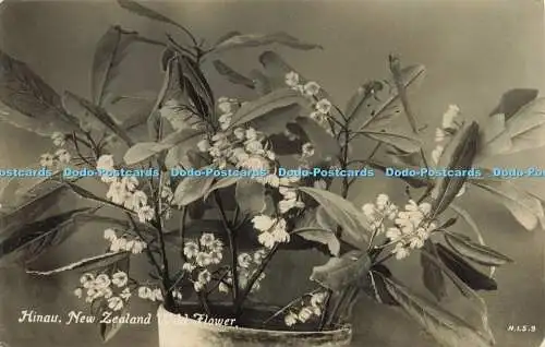 R622582 Hinau New Zealand Wild Flower N I S 9 Tanner Bros Photographic Series