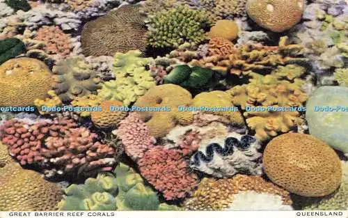 R618431 Great Barrier Reef Corals Queensland A Sands Card Capt Frank Hurley