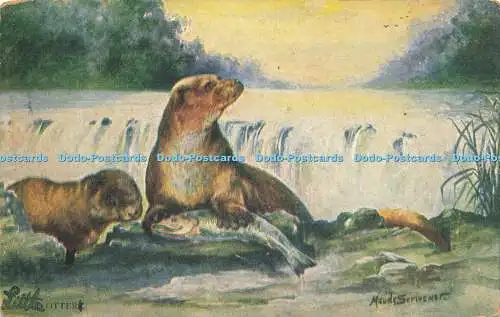 R616073 Otter Maude Scrivener S Hildesheimer British Animals Series No 5372 1911