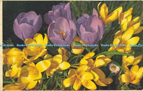 R616261 2712 Crocus hybridus hert Crocus Ideal E Gyger 1951