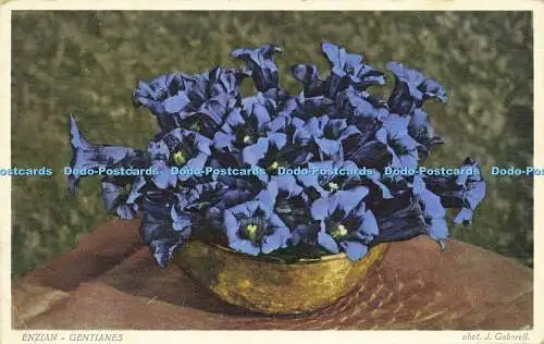 R618754 Enzian Enzianes J Gaberell Flowers Anstalt