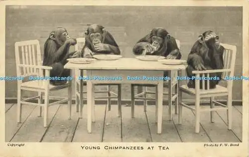 R616278 Junge Schimpansen bei Tea F W Bond Zoological Society of London 1938