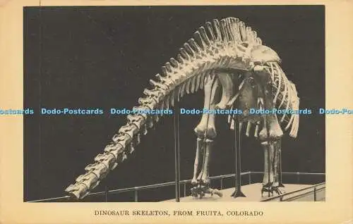 R618947 Dinosaurier-Skelett aus Fruita Colorado Field Museum of Natural History C