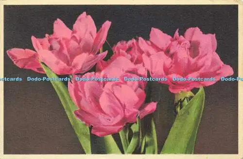 R623407 Nr 688 Tulipa Stehli 1956 Blumen