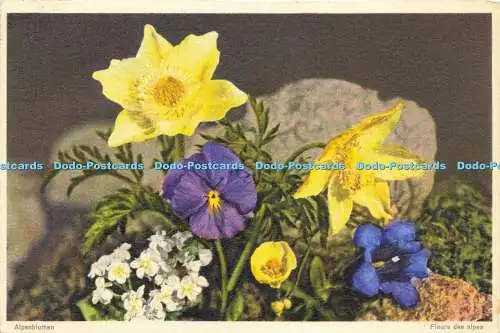 R623423 Alpenblumen Fleurs des alpes No 663 Alpenblumen Stehli 1956