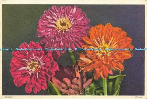 R623424 Zinnien Nr 662 Blumen Stehli 1956