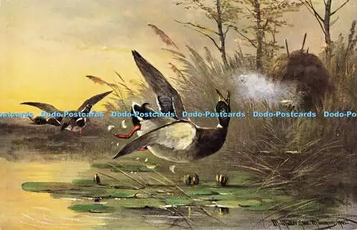 R616545 Enten M Müller 1905 S Hildesheimer Baureihe Nr 5412 Sportserie