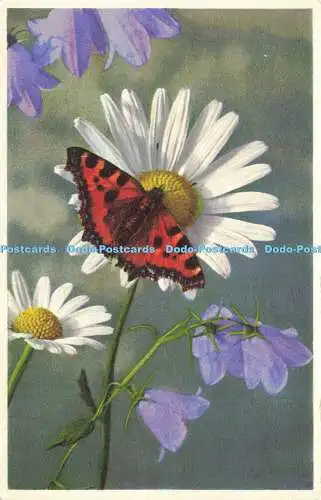 R623610 2478 Ochsenäugiges Gänseblümchen Schmetterling Blumen Campanula rhomboidalis L Postkarte