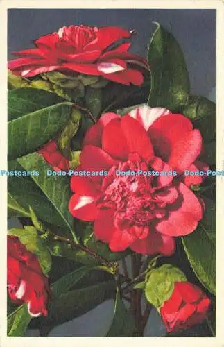 R623619 351 Camellia Thea japonica Camelia Gyger und Klopfenstein 1953