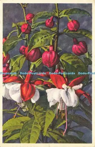 R623620 278 Fuchsia hybrida Fuchsia Gyger und Klopfenstein 1954