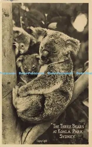 R623626 Three Bears at Koala Park Sydney