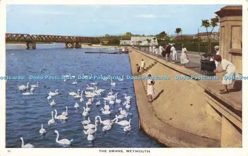 R621336 52 Swans Weymouth