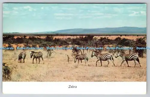 R740587 Zebra Robert MacLehose E A Farbserie Nr 18 Peter Hill Postkarten