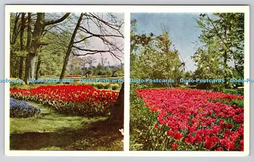 R739142 Keukenhof Lisse Holland Planeta L Blok Multi View