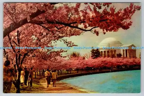 R740941 D C Washington Thomas Jefferson Memorial Cherry Blossom Time A Capsco