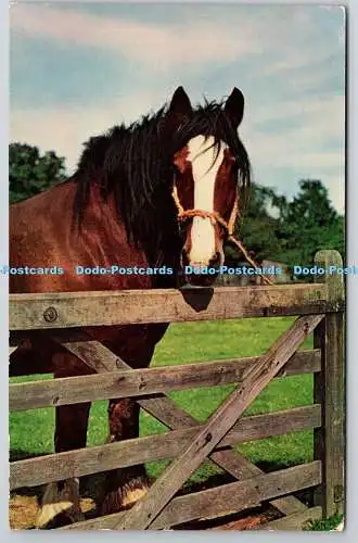 R739666 Horse J Salmon Sevenoaks Eng PM Brighton Hove Sussex 1964