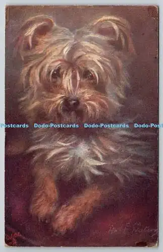 R741829 Yorkshire Terrier Haustier Hunde Raphael Tuck and Sons Oilette Postkarte 9462